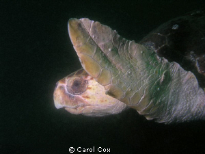 Loggerhead Turtle at the Wreck of the Vamar, Mexico Beach... by Carol Cox 
